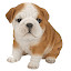 Dogs and Puppies HD Wallpapers  New Tab Theme