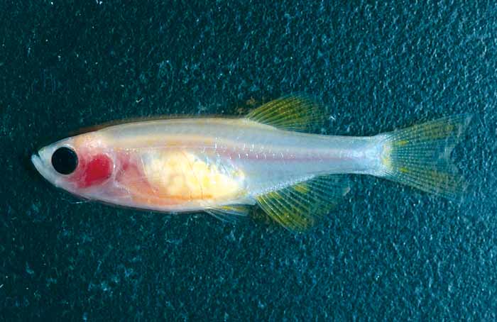 A native subcontinental fish helps further genetic research.