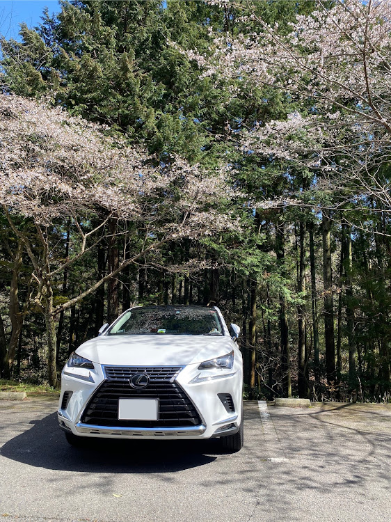 NXの桜と愛車・ドライブ・桜に関するカスタム事例の投稿画像10枚目