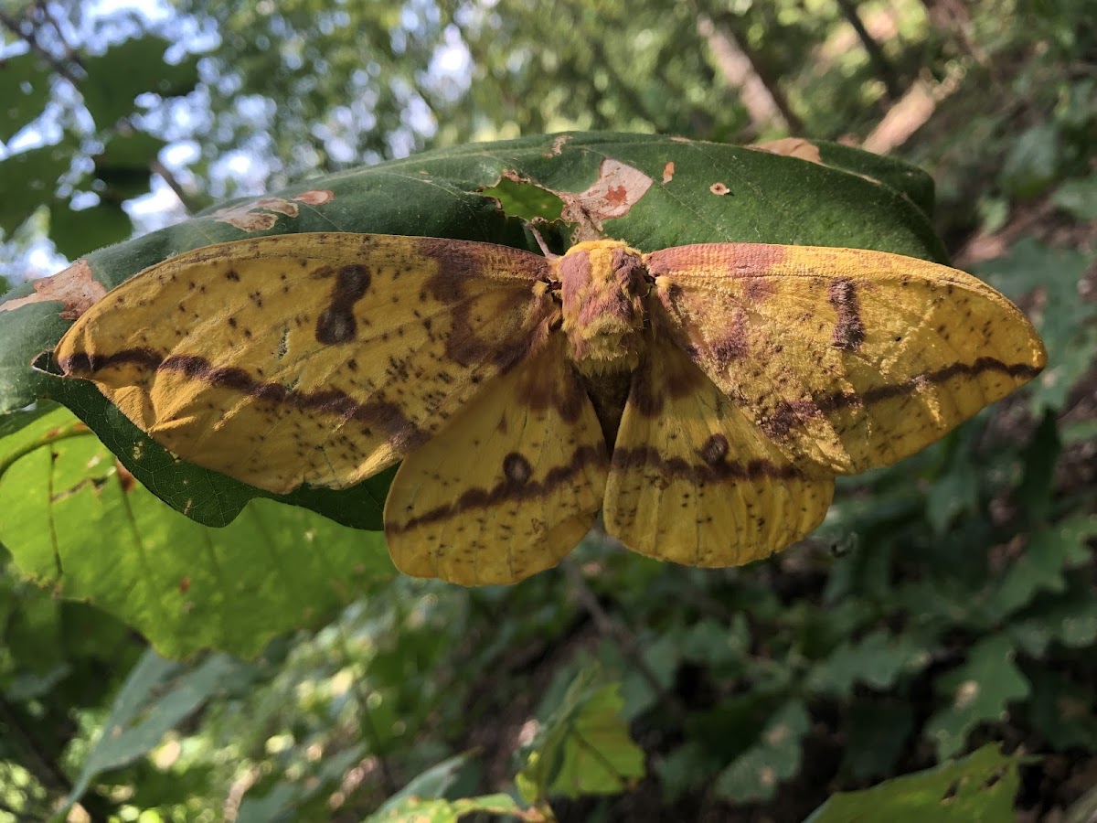 Imperial moth