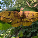 Imperial moth