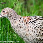 Pheasant