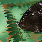 Great Eggfly