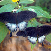 Great Yellow Mormon (Males)