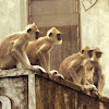 Tufted gray langur