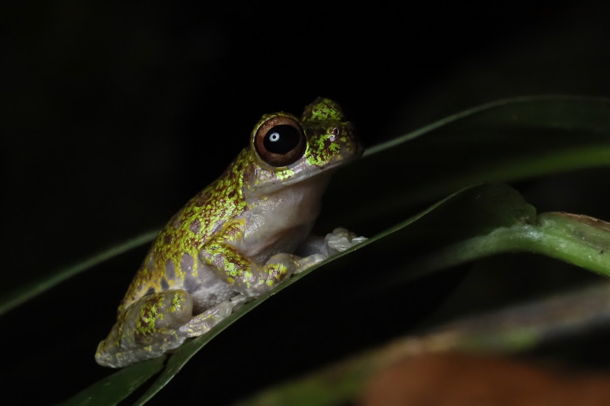 Mottled Short-snouted Tree Frog