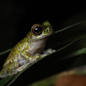 Mottled Short-snouted Tree Frog