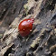 Pleasing Fungus Beetle