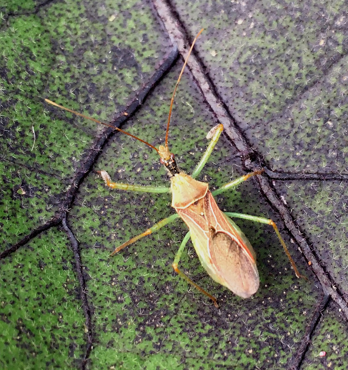 Leafhopper Assassin Bug