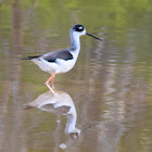 Black-necked Stilt