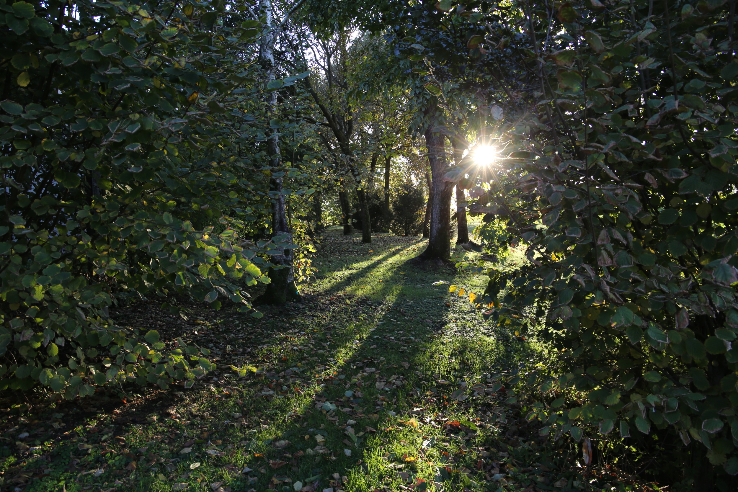 Una luce nel bosco di Gimen