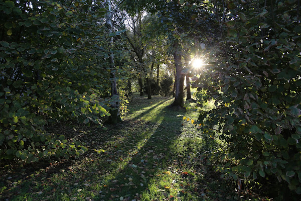 Una luce nel bosco di Gimen