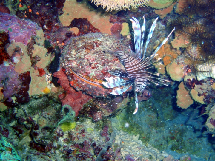 Pesce scorpione di cecchignola1