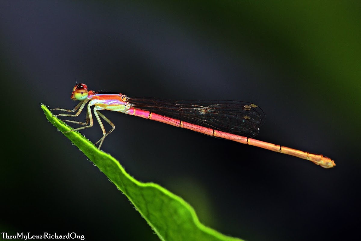 Pygmy Dartlet