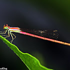 Pygmy Dartlet