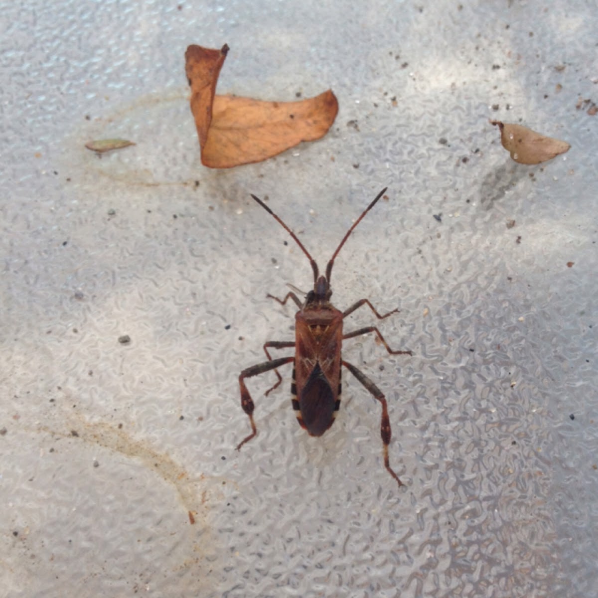 Western Conifer Seed Bug