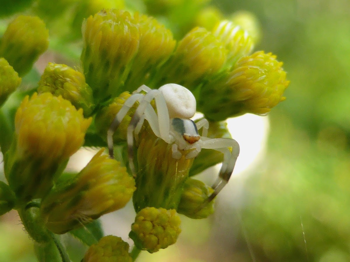 Goldenrod Crab Spider