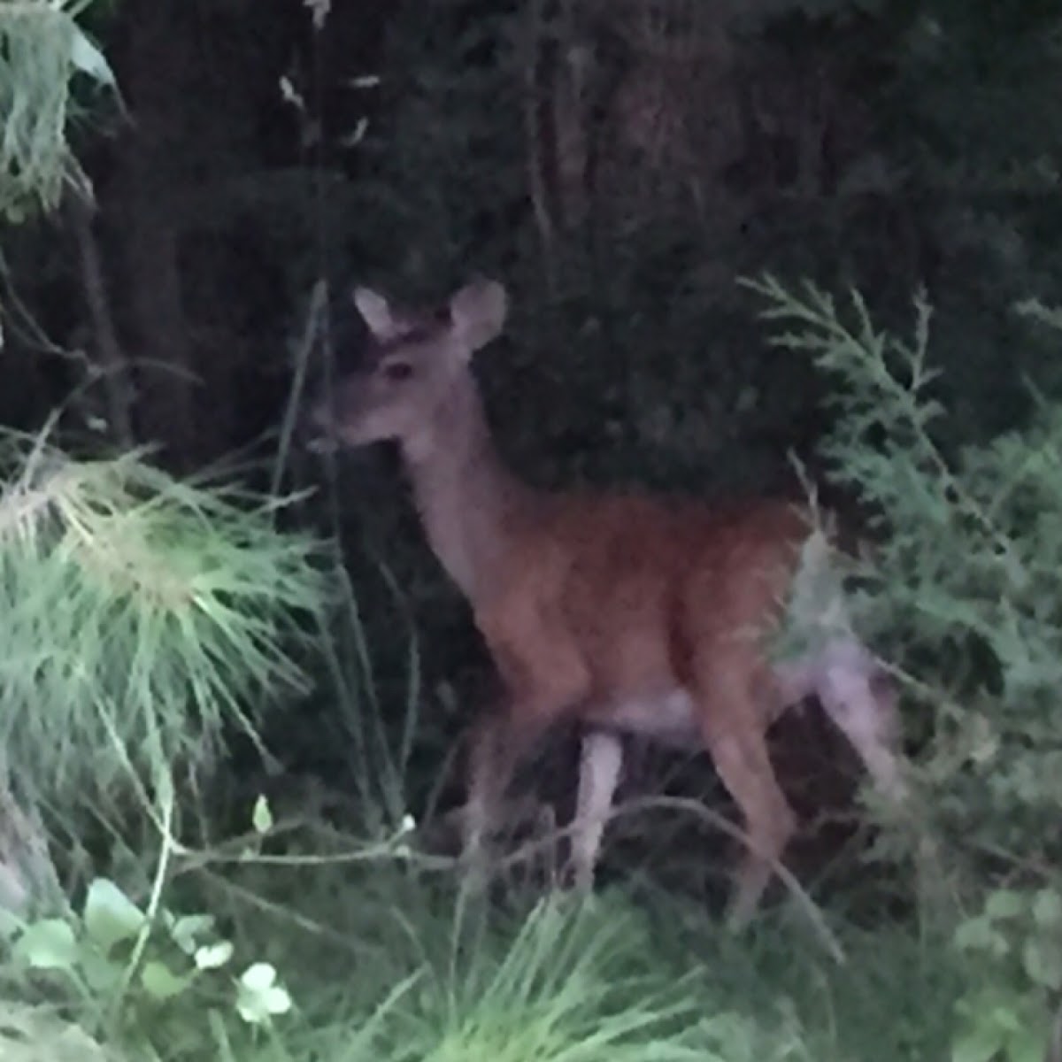 White-tailed deer