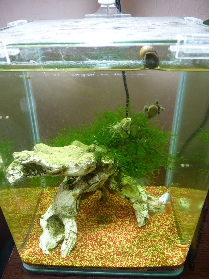 Ma petit histoire Aquariophile de 2009 à aujourd'hui  7bYwgXXRYEQI7psIaa-MnXTHP5v6OPU8H3tXShof46U=w717-h955-no