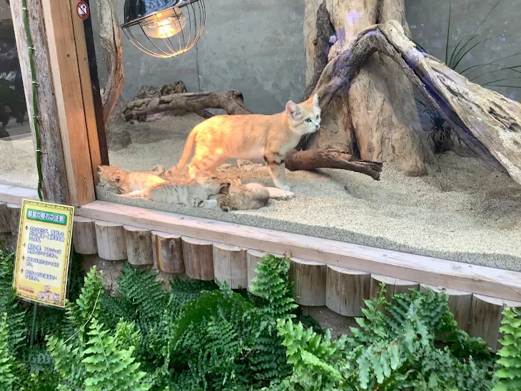 「フォロワー100人と神戸動物園」のメインビジュアル