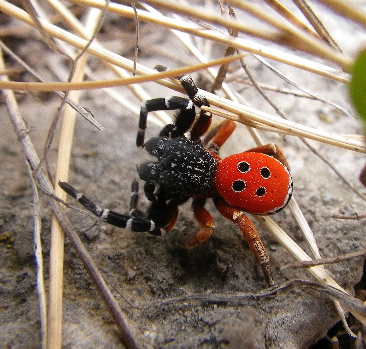 Ladybird Spider