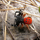 Ladybird Spider