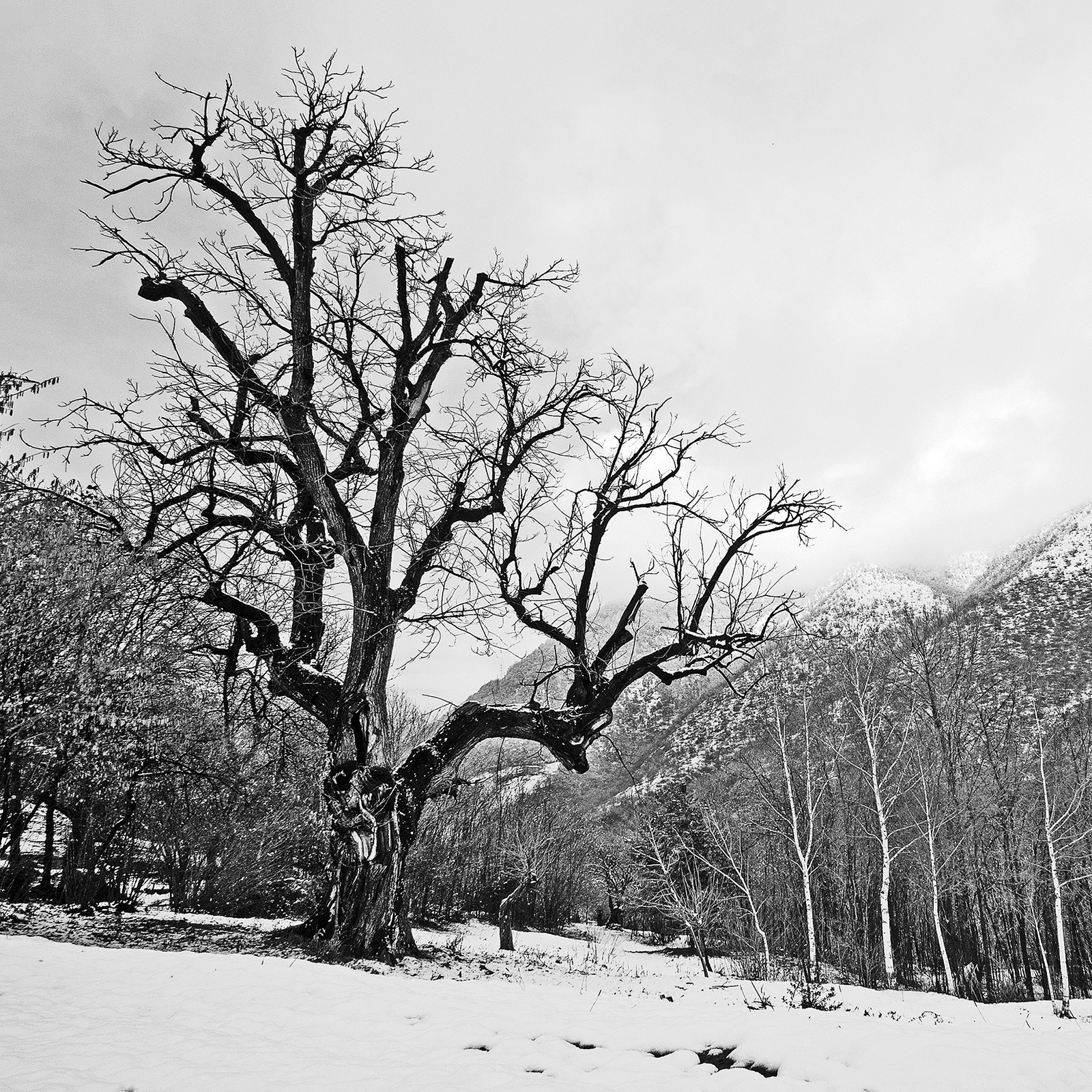 Il vecchio albero di Pietro Forti