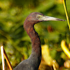 Little Blue Heron