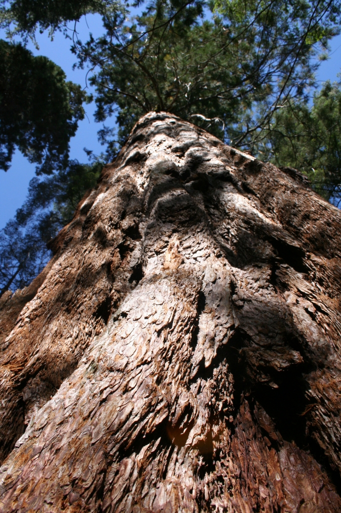 L'imponenza della sequoia di fede-rica