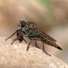 Mosca asesina (Robber fly)