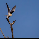 Black Winged Kite.