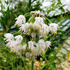 Nodding Wild Onion