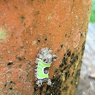 Saddleback Caterpillar