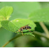 Tachytes sinensis