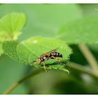 Tachytes sinensis