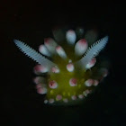 Nudibranch