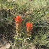 Castilleja (Indian Paintbrush)