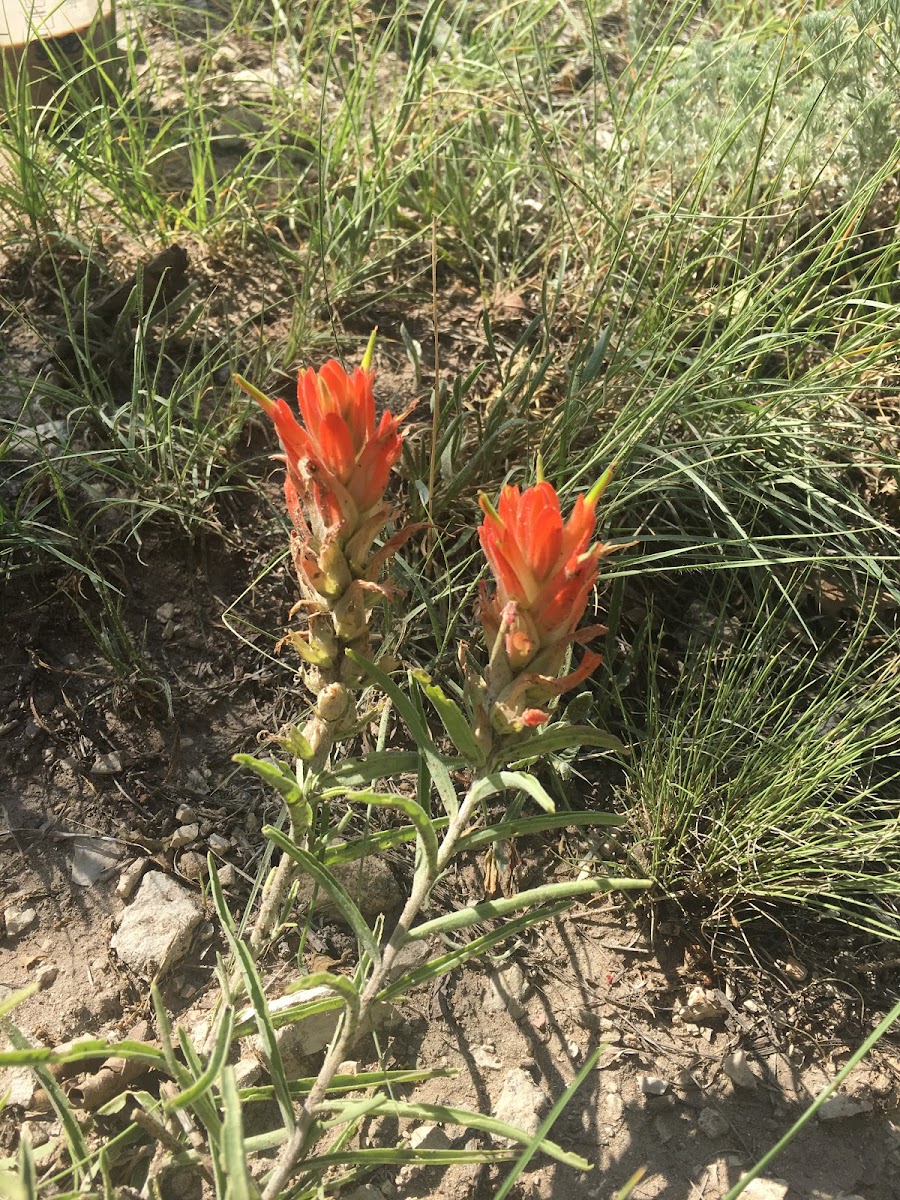 Castilleja (Indian Paintbrush)