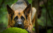 German Shepherd Wallpapers HD small promo image