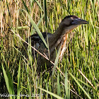 Bittern