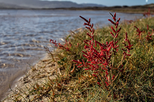 Salicornia ramosissima