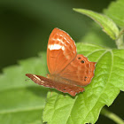 Double-Banded Judy