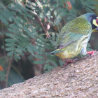 Coppersmith Barbet