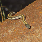 Black-necked gartersnake