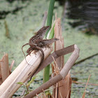 Brown Anole (mating)