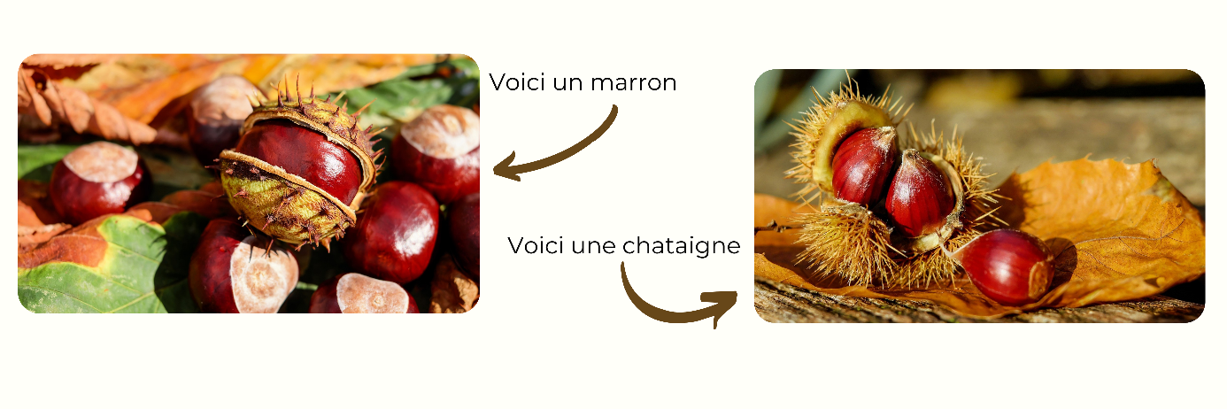 Une image contenant texte, fruit  Description générée automatiquement