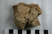 A fragment of ancient ostrich shell embedded in calcrete from Bundu Farm.