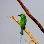 Green bee eater