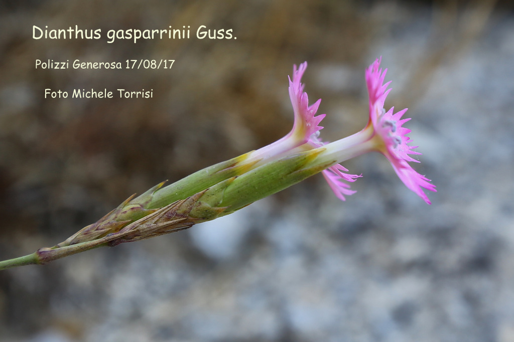 Dianthus gasparrinii Guss.