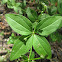 Licorice Bedstraw